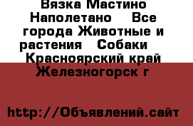 Вязка Мастино Наполетано  - Все города Животные и растения » Собаки   . Красноярский край,Железногорск г.